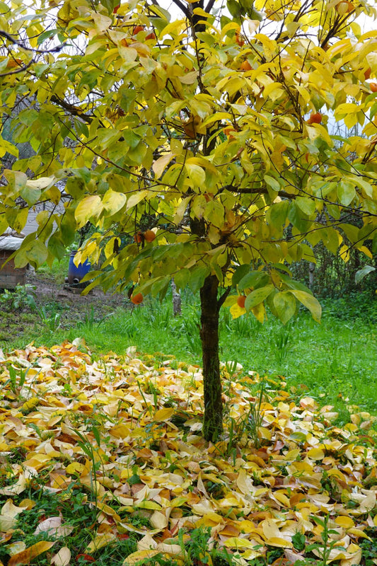 Diospyros Kaki 'Izu' (Astringent Persimmon)