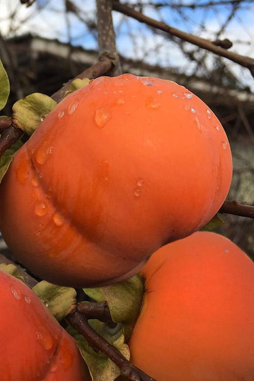 Diospyros Kaki 'Izu' (Astringent Persimmon)