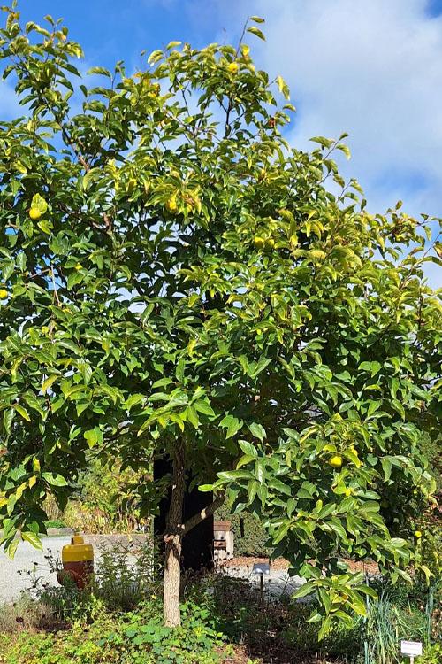 Diospyros Kaki 'Izu' (Astringent Persimmon)