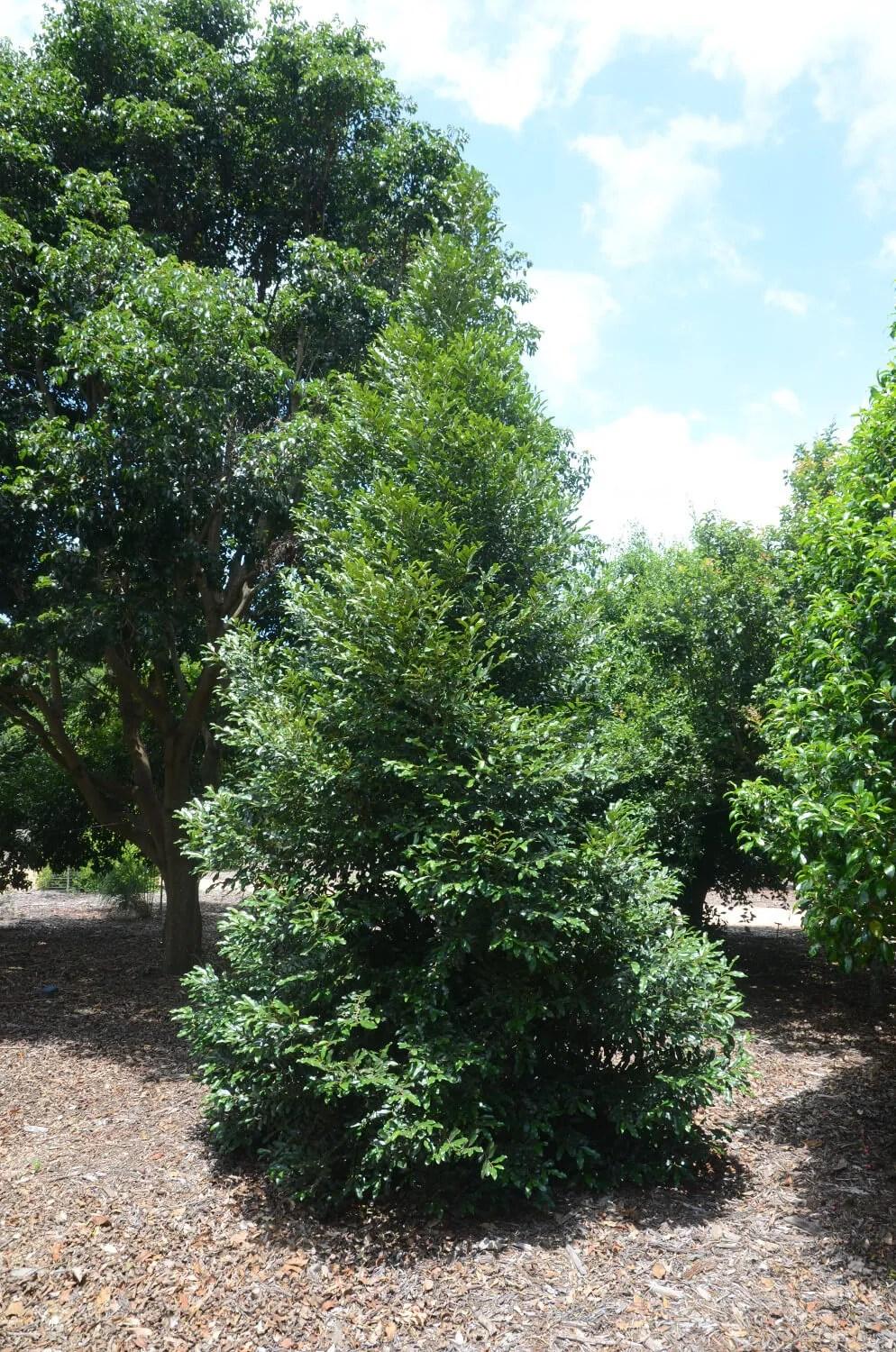 Diospyros australis (Black Plum)