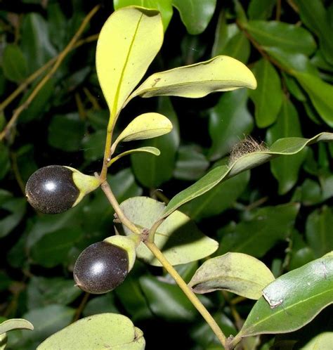 Diospyros australis (Black Plum)