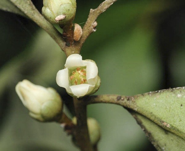 Diospyros australis (Black Plum)