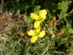 Diplotaxis Tenuifolia (Wild Rocket)
