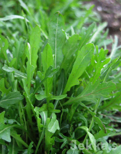 Diplotaxis Tenuifolia (Wild Rocket)