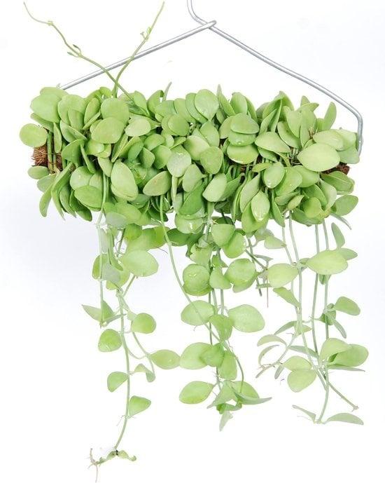 Dischidia spp. ‘Geri’ (Dischidia)