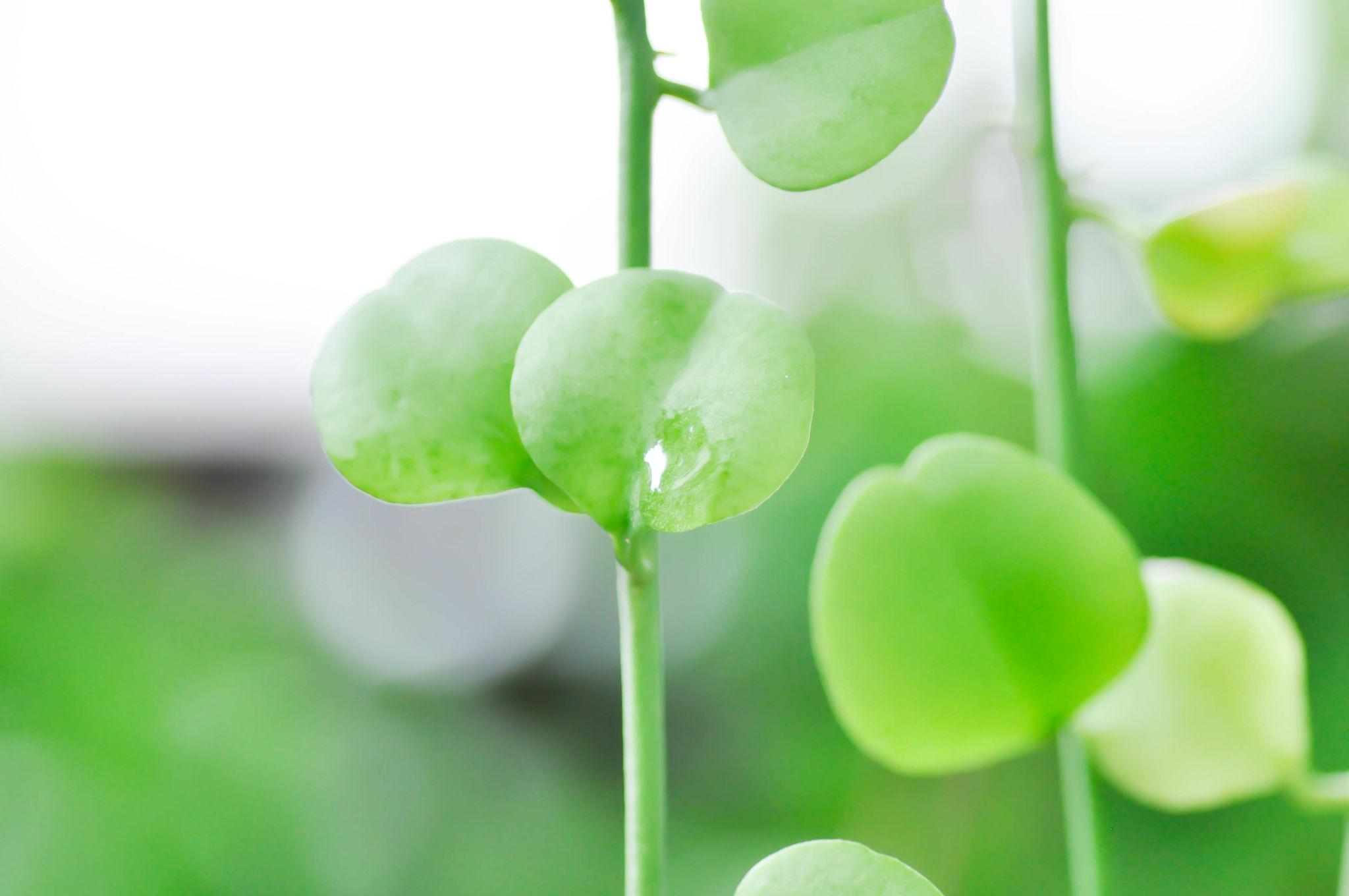Dischidia spp. ‘Geri’ (Dischidia)