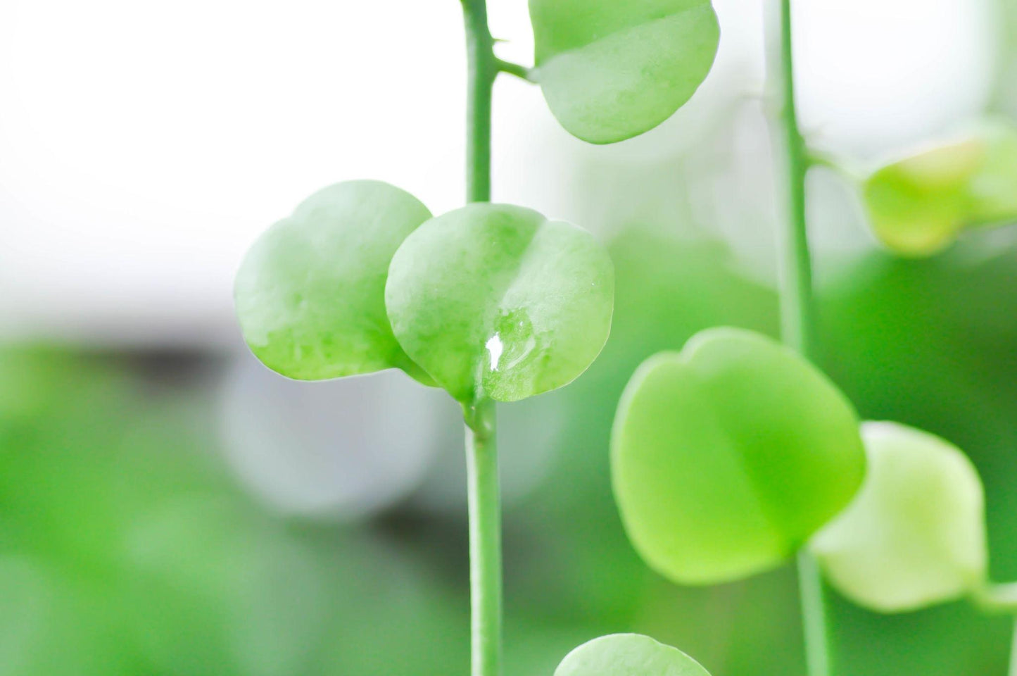 Dischidia spp. ‘Geri’ (Dischidia)