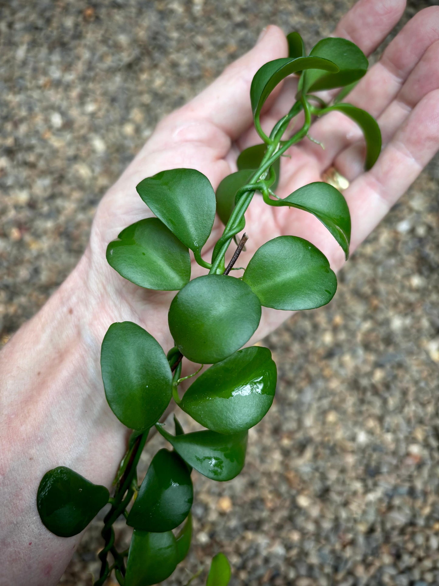 Dischidia spp. ‘Geri’ (Dischidia)
