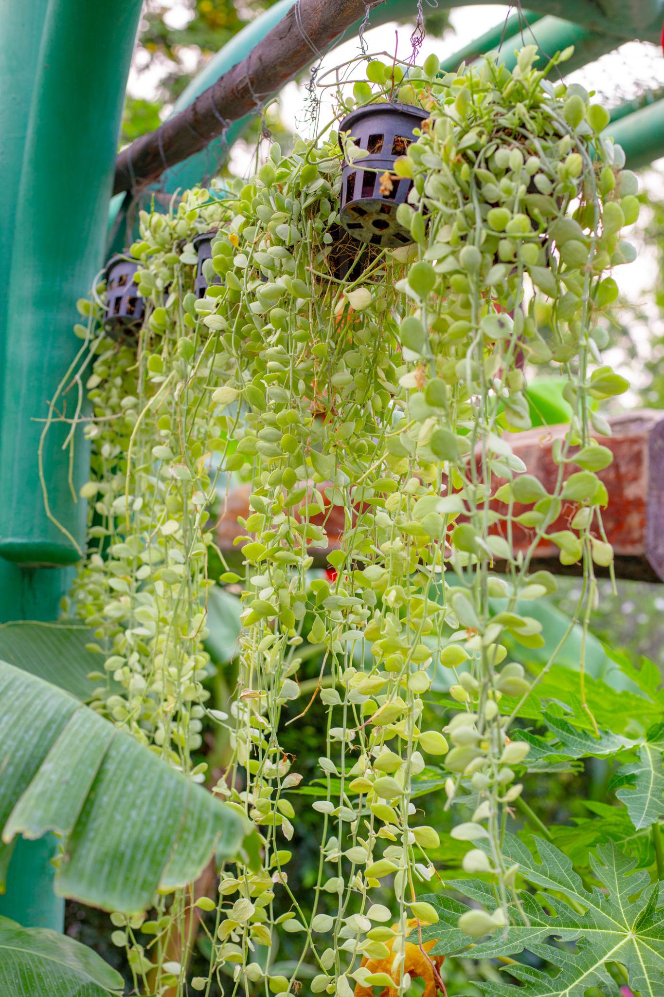 Dischidia spp. ‘Geri’ (Dischidia)