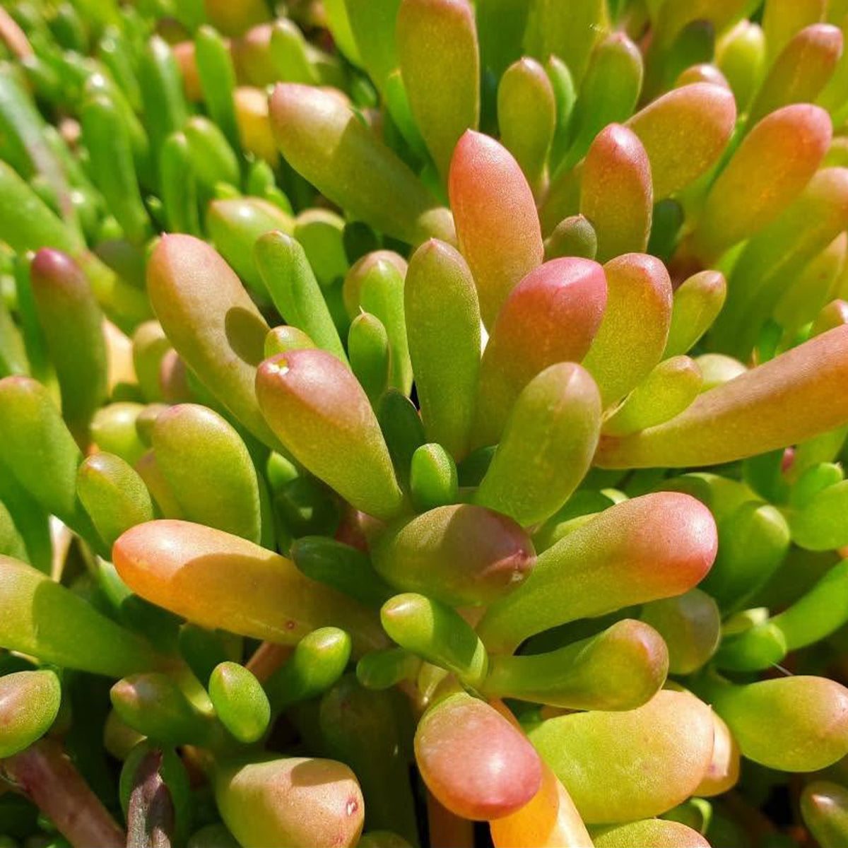 Disphyma Crassifolium (Tucker Bush™ - Round Baby Pigface)