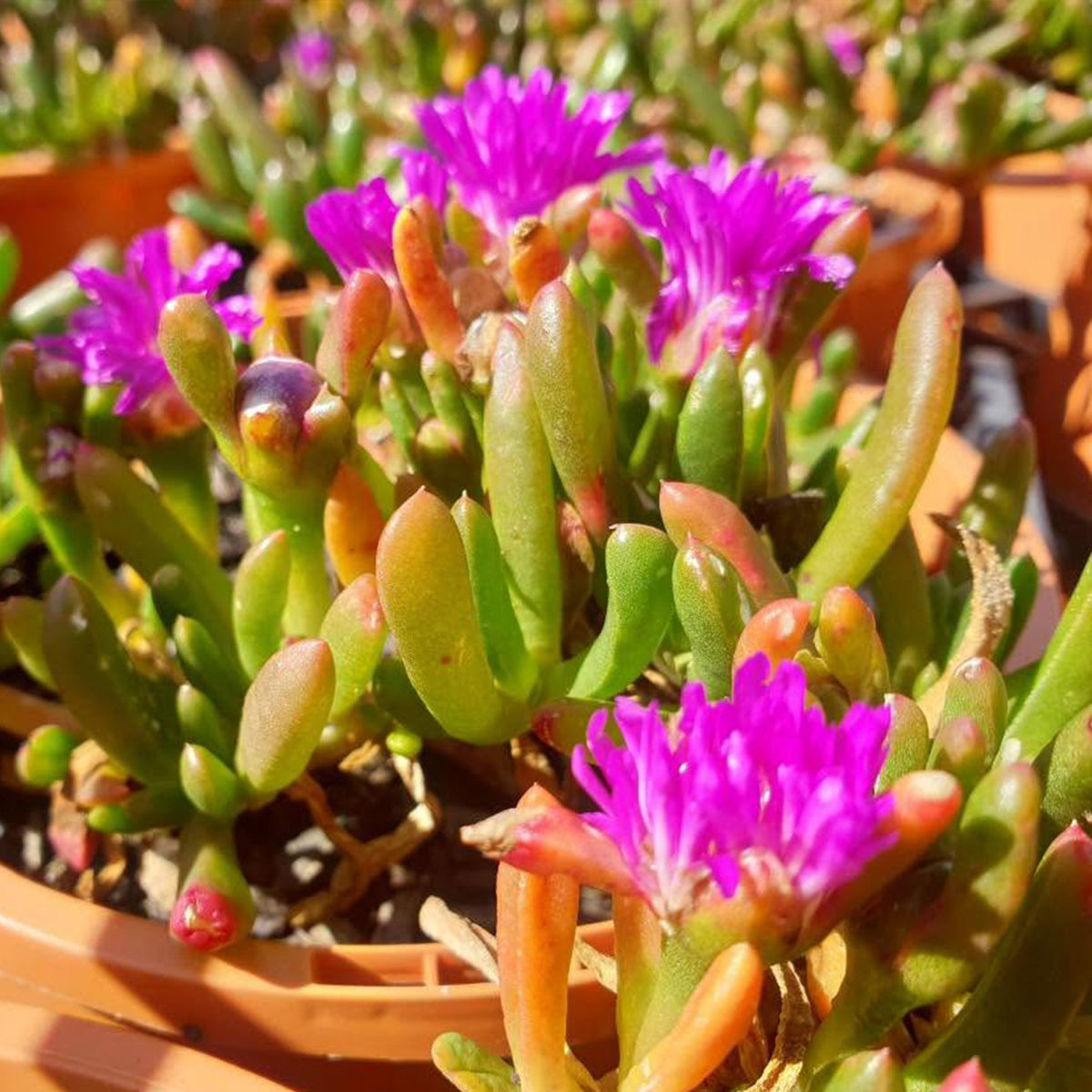 Disphyma Crassifolium (Tucker Bush™ - Round Baby Pigface)