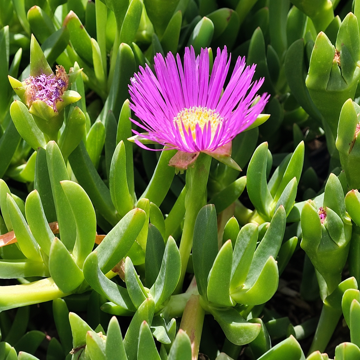 Disphyma Crassifolium (Tucker Bush™ - Round Baby Pigface)