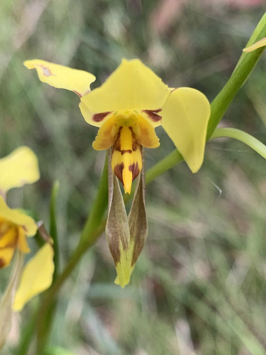 Diuris Sulphurea (Tiger Orchid)