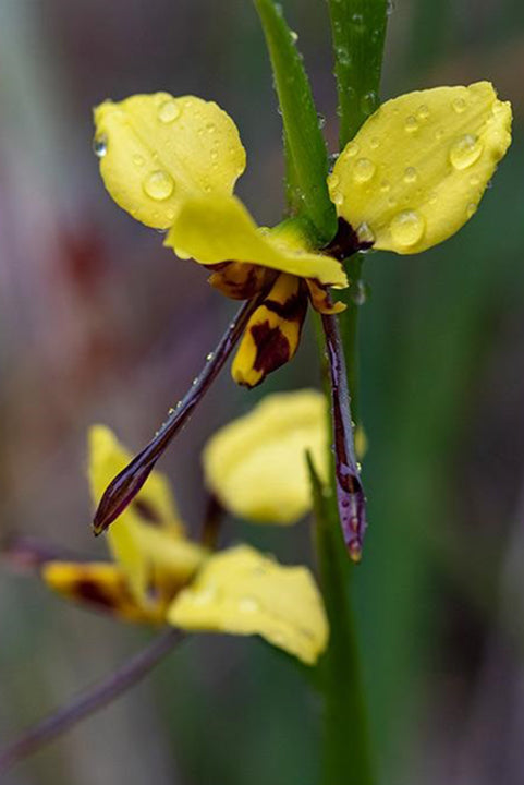 Diuris Sulphurea (Tiger Orchid)