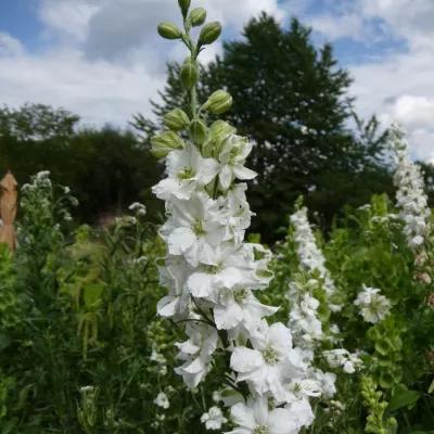 Delphinium Casablanca (Casablanca Delphinium)