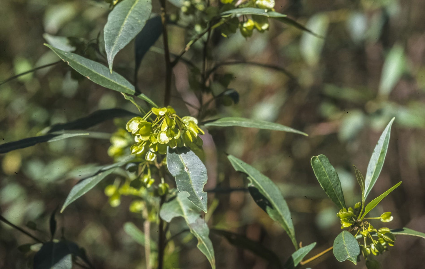 Dodonaea Triquetra (Large Leaf Hop Bush)