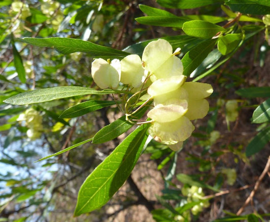 Dodonaea viscosa Green (Green Hop Bush)