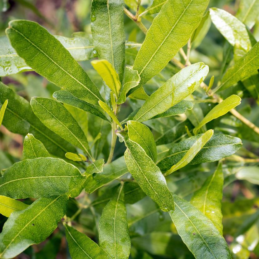 Dodonaea Viscosa (Hop Bush)