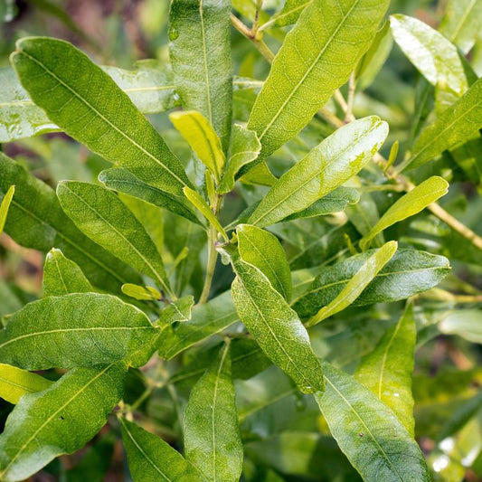 Dodonaea Viscosa (Hop Bush)