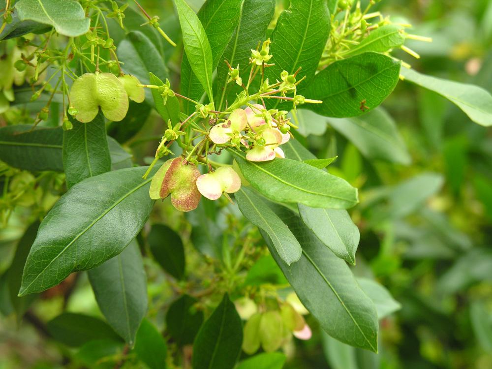 Dodonaea Viscosa (Hop Bush)