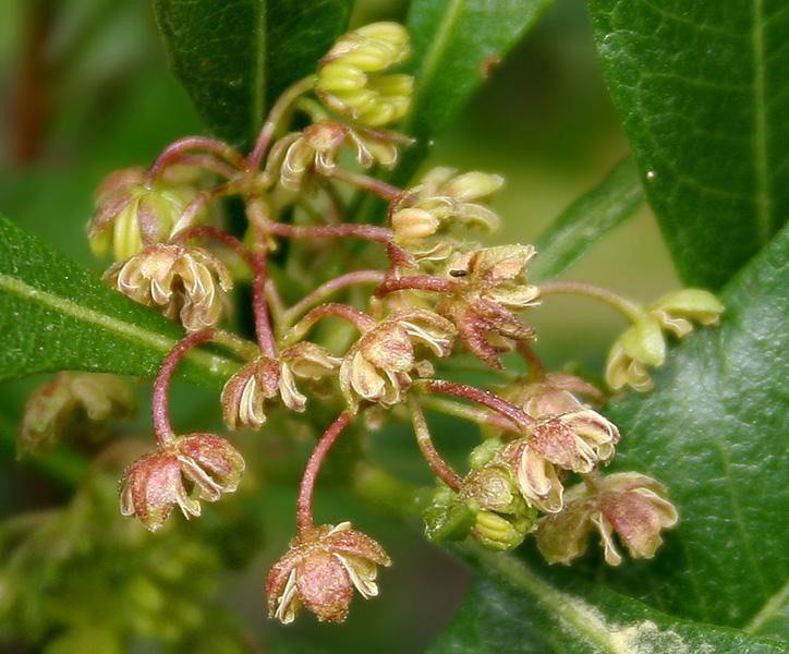 Dodonaea Viscosa (Hop Bush)