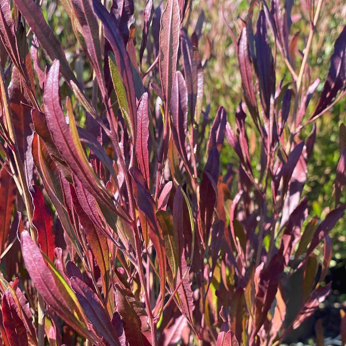 Dodonaea Viscosa Purpurea (Purple Hop Bush)