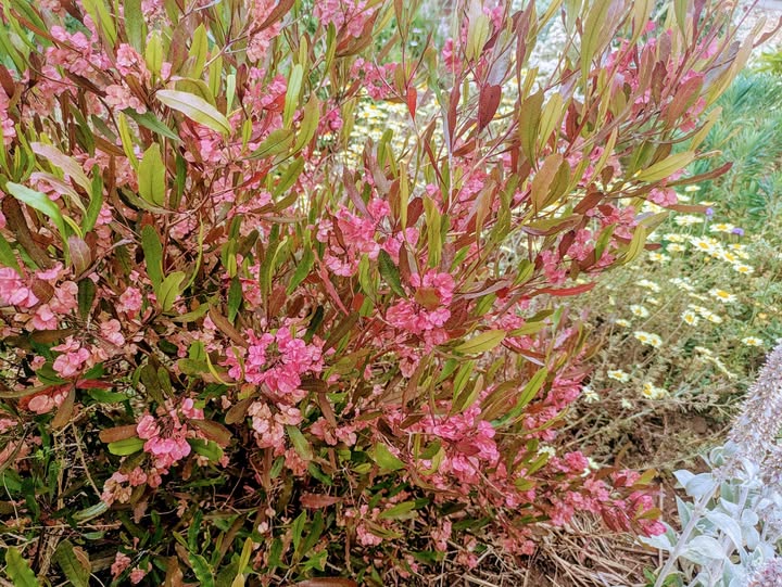 Dodonaea Viscosa Purpurea (Purple Hop Bush)