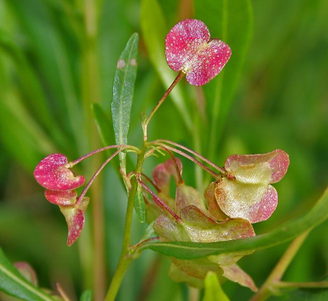 Dodonaea Viscosa (Sticky Hopbush)