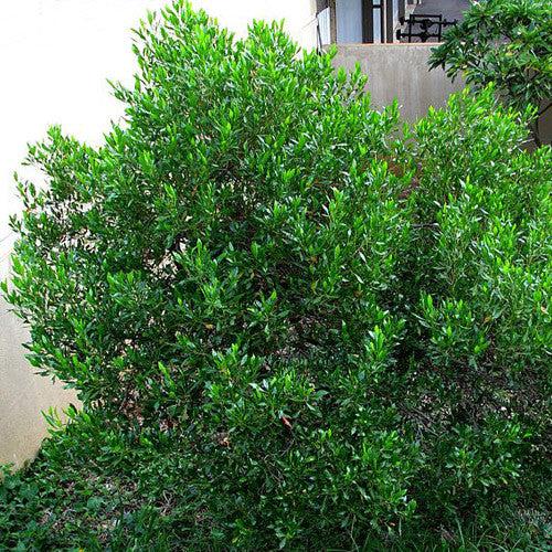 Dodonaea Viscosa (Sticky Hopbush)