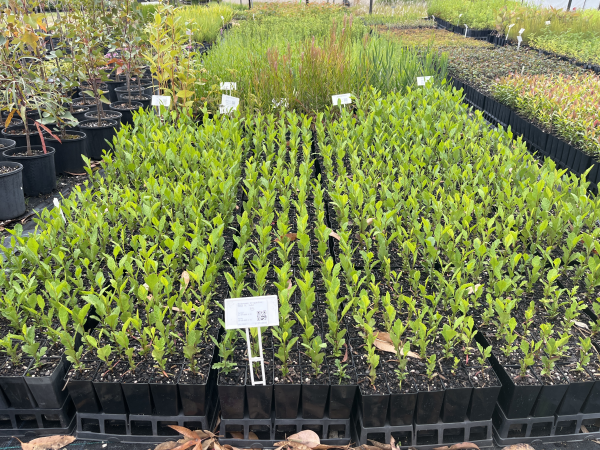 Dodonaea Triquetra (Large Leaf Hop Bush)