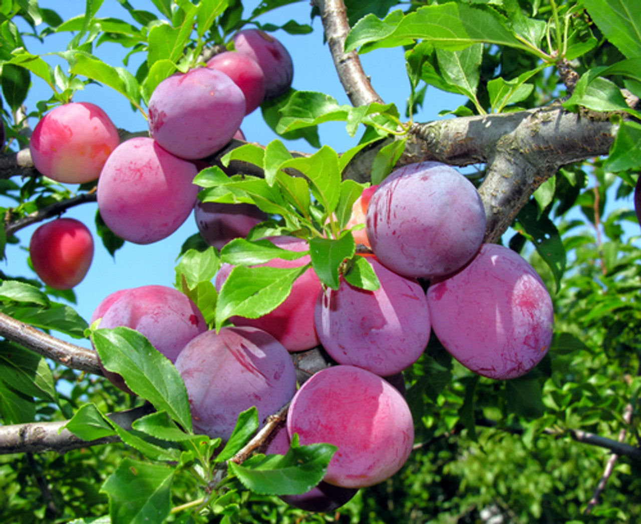 Plum Donsworth