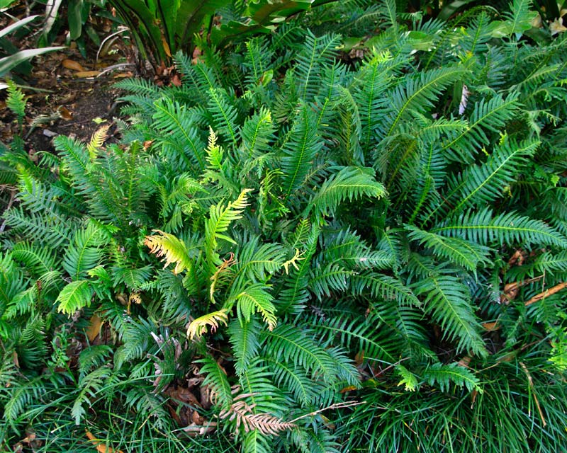 Doodia Aspera (Prickly Rasp Fern)