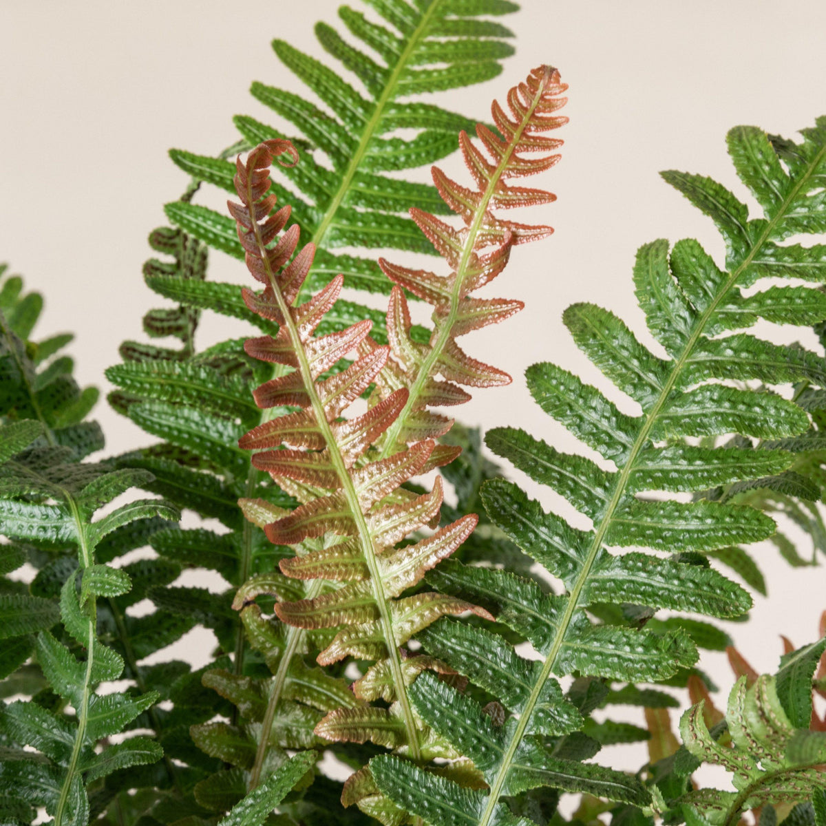 Doodia Aspera (Prickly Rasp Fern)