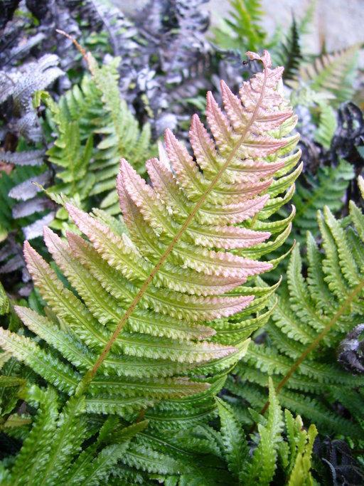 Doodia Aspera (Prickly Rasp Fern)