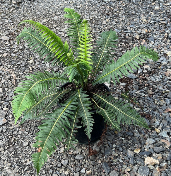Doodia Aspera (Prickly Rasp Fern) CLEARANCE
