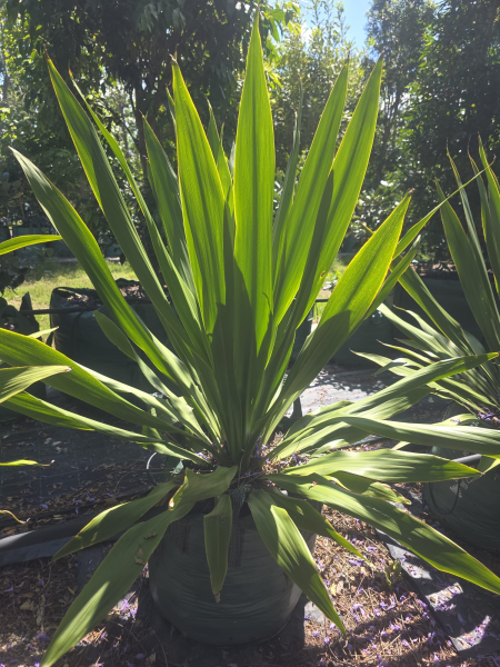 Doryanthes Palmeri (Palm Lily)
