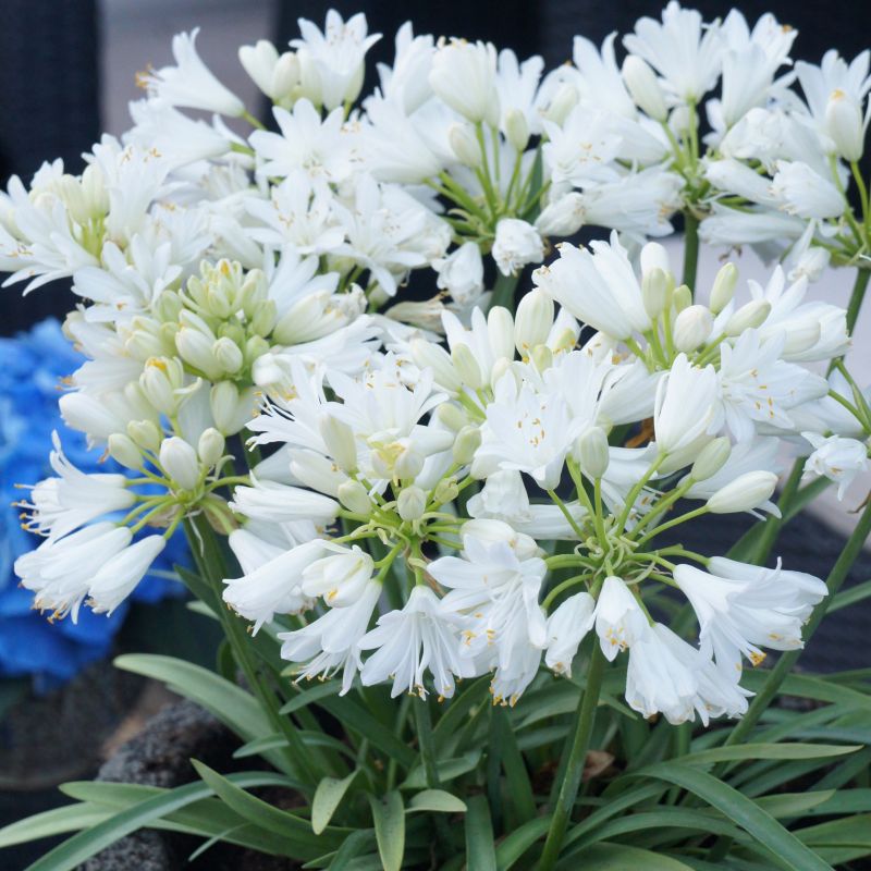 Agapanthus Africanus ‘Double Diamond’ (Double Diamond African Lily)