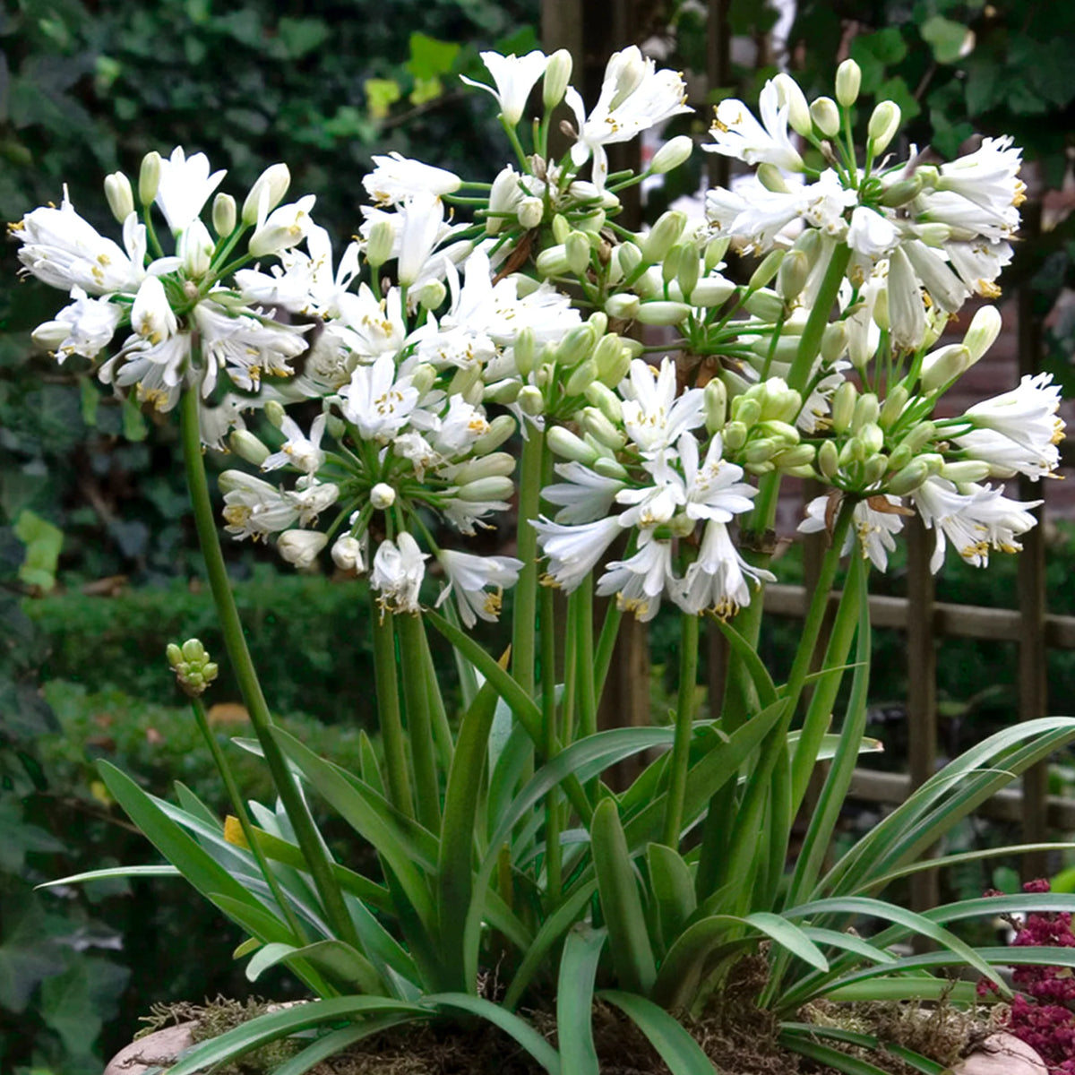 Agapanthus Africanus ‘Double Diamond’ (Double Diamond African Lily)