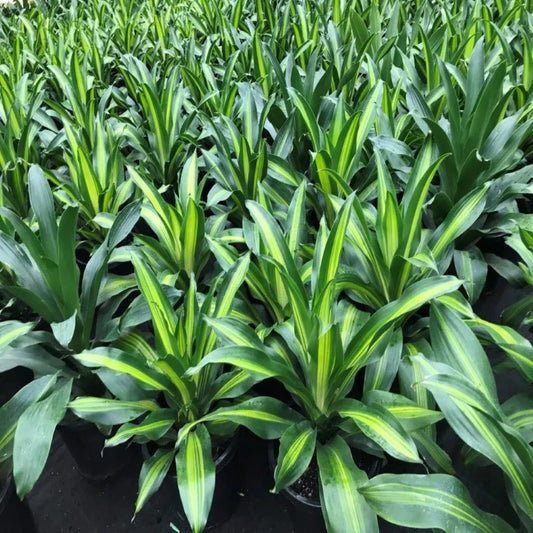 Dracaena fragrans 'Golden Heart' (Golden Heart Corn Plant)
