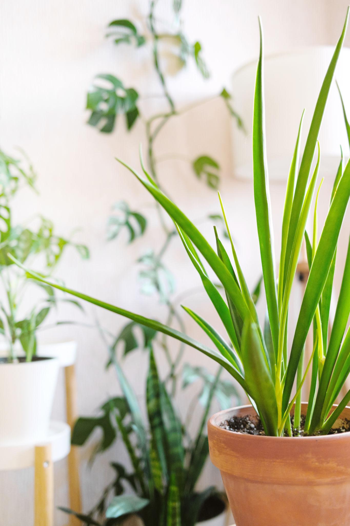 Sansevieria Parva (Kenya Hyacinth Snake Plant)