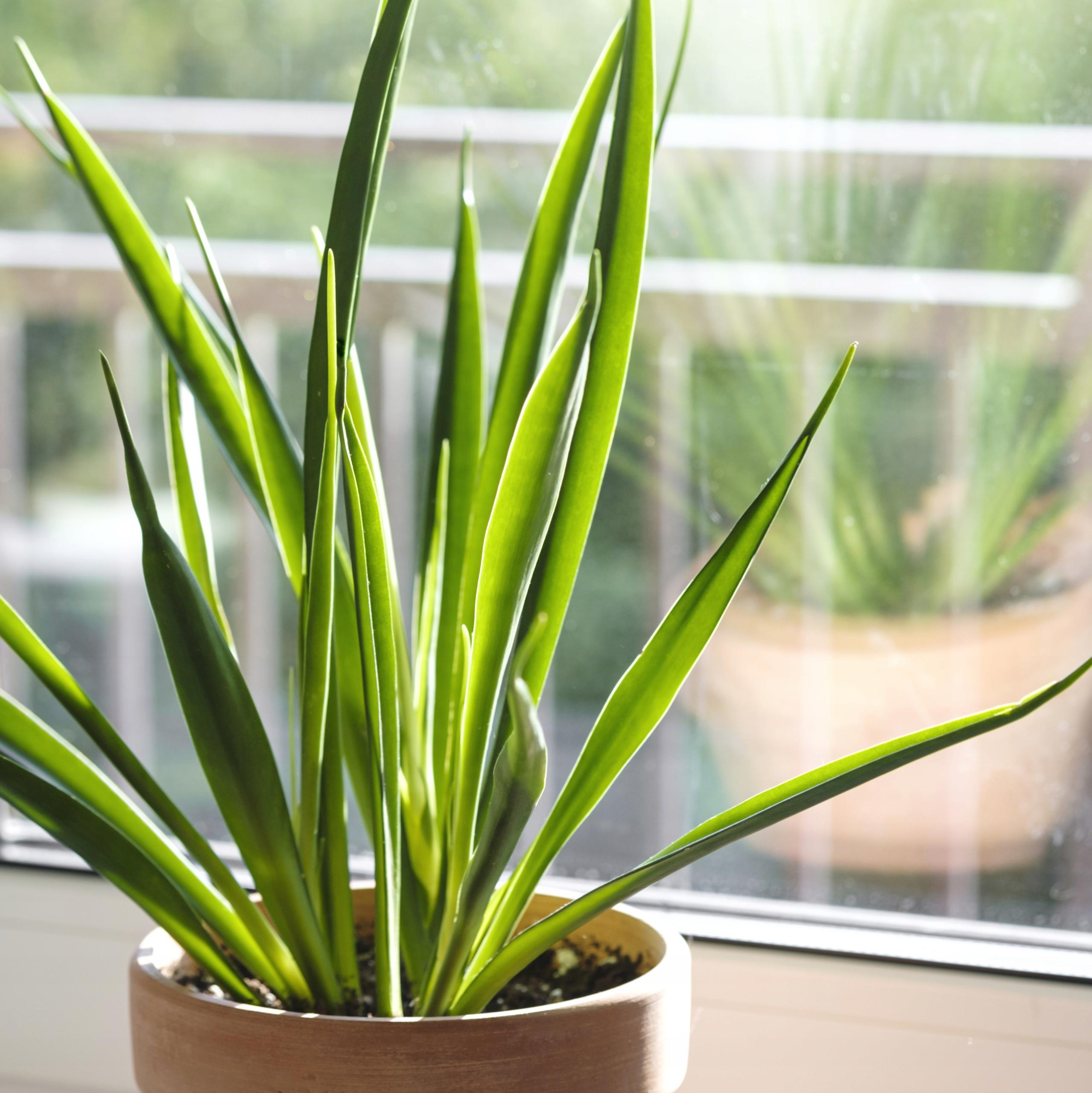 Sansevieria Parva (Kenya Hyacinth Snake Plant)