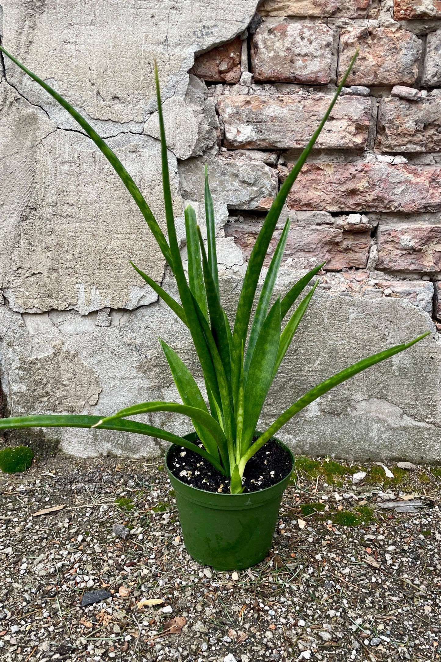 Sansevieria Parva (Kenya Hyacinth Snake Plant)