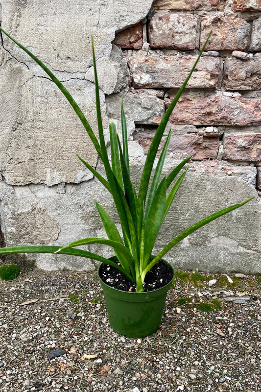 Sansevieria Parva (Kenya Hyacinth Snake Plant)