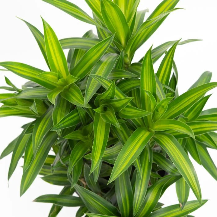 Dracaena Reflexa ‘Malay Stripe’ (Malay Stripe Dracaena)