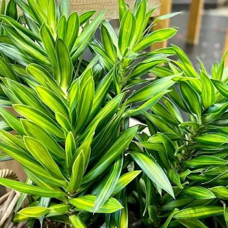 Dracaena Reflexa ‘Malay Stripe’ (Malay Stripe Dracaena)