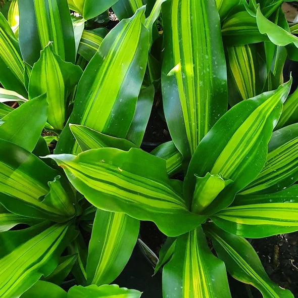 Dracaena Reflexa ‘Malay Stripe’ (Malay Stripe Dracaena)