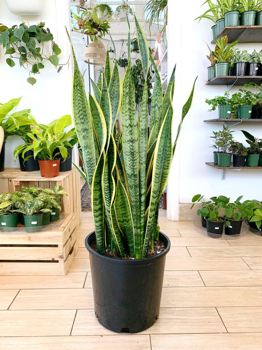 Dracaena Trifasciata ‘Laurentii’ (Variegated Snake Plant)