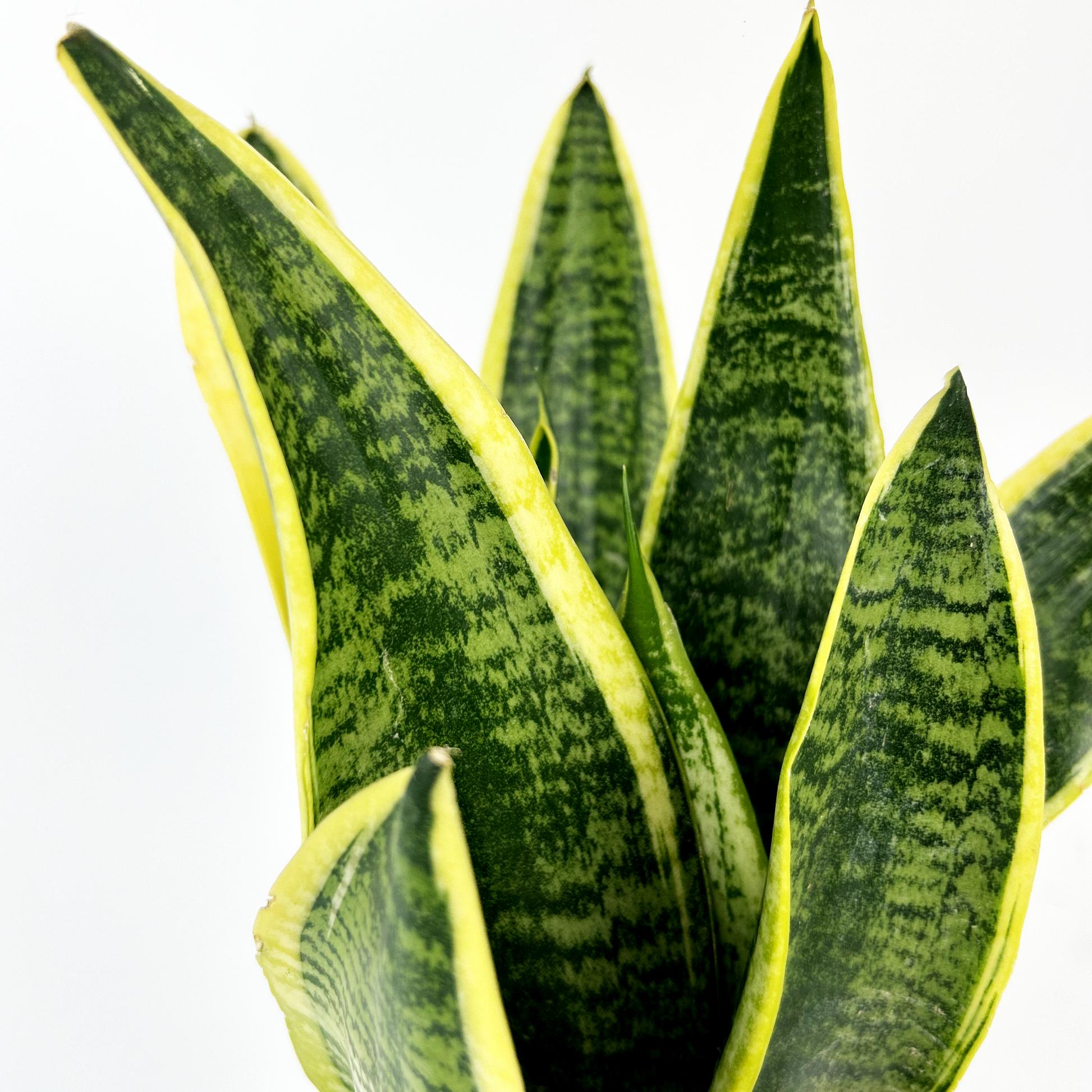 Dracaena Trifasciata ‘Laurentii’ (Variegated Snake Plant)