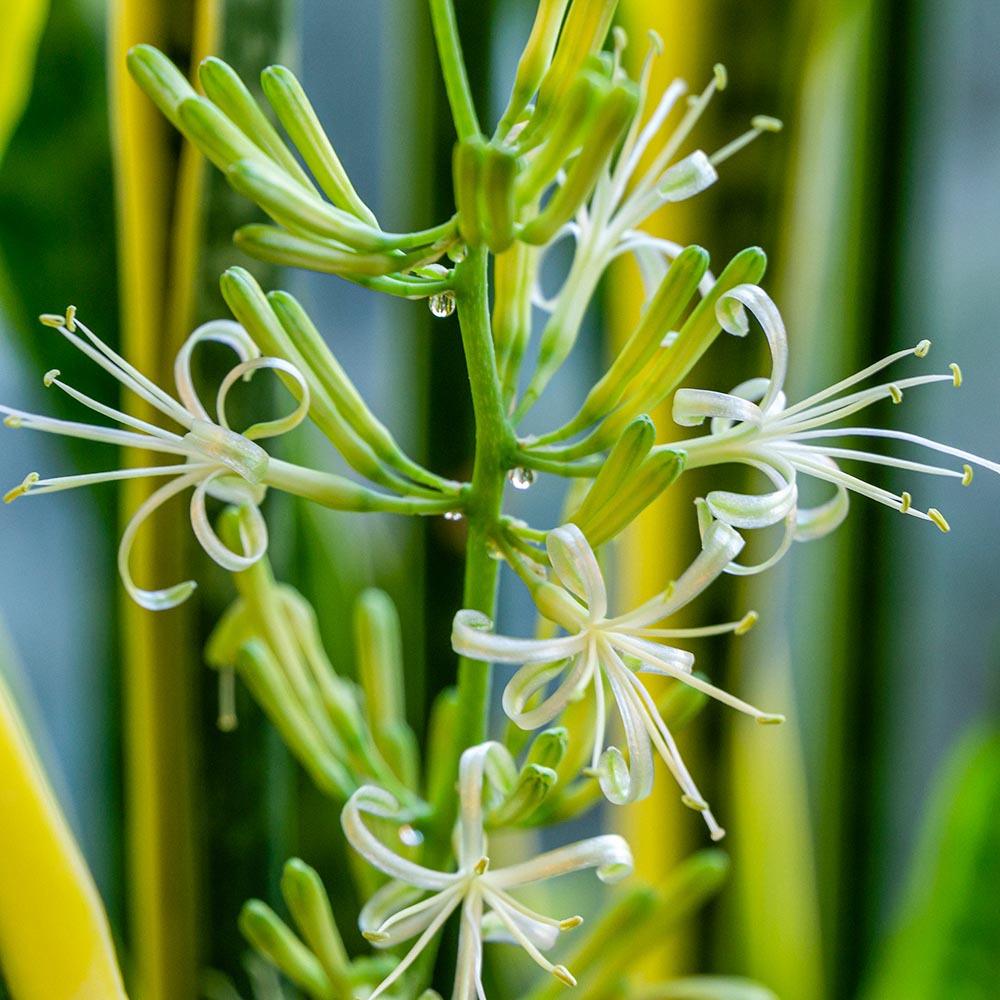 Dracaena Trifasciata ‘Laurentii’ (Variegated Snake Plant)
