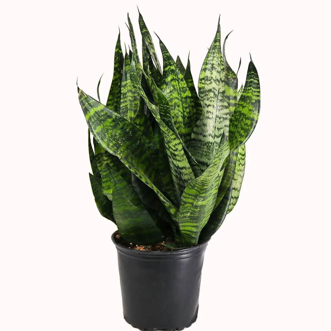 Dracaena Trifasciata ‘Robusta’ (Robusta Snake Plant)